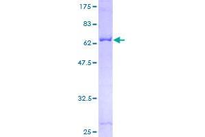 Septin 2 Protein (SEPT2) (AA 1-361) (GST tag)