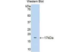 Western blot analysis of the recombinant protein. (TTR antibody  (AA 20-147))