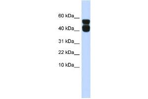 WB Suggested Anti-P2RX4 Antibody Titration:  0.