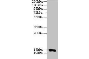 Western blot All lanes: COX5A antibody at 2 μg/mL + 293T whole cell lysate Secondary Goat polyclonal to rabbit IgG at 1/15000 dilution Predicted band size: 17 kDa Observed band size: 17 kDa (COX5A antibody  (AA 42-150))