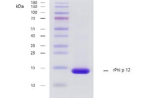Recombinant allergen rPhl p 12 purity verification. (PFN1 Protein)
