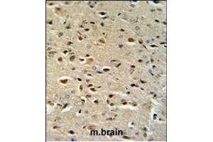 CTNA1 Antibody (N-term) (ABIN390505 and ABIN2840861) IHC analysis in formalin fixed and paraffin embedded mouse brain tissue followed by peroxidase conjugation of the secondary antibody and DAB staining. (CTNNA1 antibody  (N-Term))