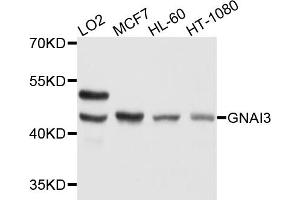 Western blot analysis of extracts of various cell lines, using GNAI3 antibody.