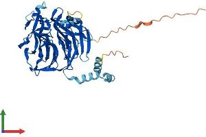 AlphaFold protein structure predicition of Human Recombinant KLHDC2 Protein, UniprotID Q9Y2U9 (KLHDC2 Protein (AA 1-406) (His tag))