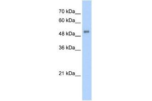 WB Suggested Anti-ALAS2 Antibody Titration:  5. (ALAS2 antibody  (N-Term))