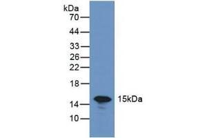 Figure. (LGALS7 antibody  (AA 1-136))