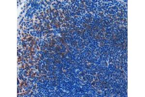 IHC-P analysis of spleen tissue, with DAB staining. (BID antibody  (AA 1-195))