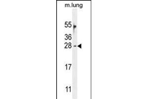 OAZ2 Antibody (C-term) (ABIN654721 and ABIN2844410) western blot analysis in mouse lung tissue lysates (35 μg/lane).
