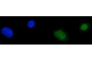 IF analysis of RPA70 using anti-RPA70 antibody (ABIN3044541). (RPA1 antibody  (C-Term))