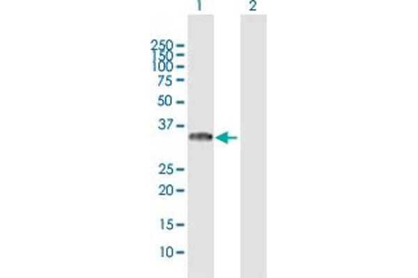 TICAM2 anticorps  (AA 1-235)