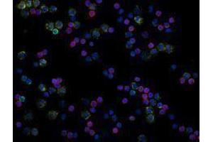 Immunofluorescence (IF) image for anti-CD19 Molecule (CD19) antibody (Alexa Fluor 488) (ABIN2657346) (CD19 antibody  (Alexa Fluor 488))
