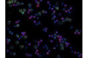 Immunofluorescence (IF) image for anti-CD19 Molecule (CD19) antibody (Alexa Fluor 488) (ABIN2657346) (CD19 antibody  (Alexa Fluor 488))
