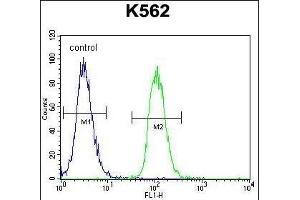 MITF Antibody (N-term) (ABIN655506 and ABIN2845022) flow cytometric analysis of K562 cells (right histogram) compared to a negative control cell (left histogram). (MITF antibody  (N-Term))