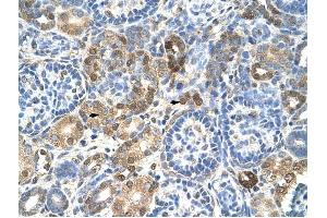 HNRPL antibody was used for immunohistochemistry at a concentration of 4-8 ug/ml to stain Epithelial cells of renal tubule (arrows) in Human Kidney. (HNRNPL antibody  (N-Term))
