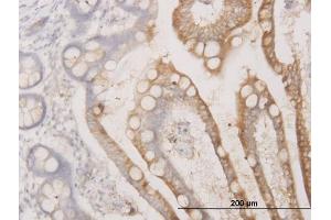 Immunoperoxidase of monoclonal antibody to BCAS1 on formalin-fixed paraffin-embedded human small Intestine. (BCAS1 antibody  (AA 1-80))