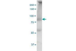 Western Blotting (WB) image for anti-Mediator Complex Subunit 16 (MED16) (AA 1-110) antibody (ABIN523400)