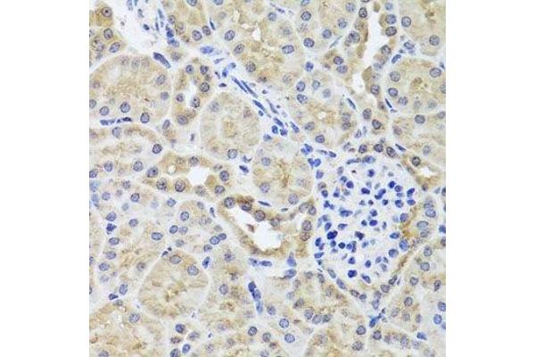 CGB7 antibody  (AA 21-165)