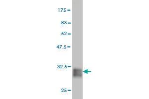 Western Blot detection against Immunogen (31. (POMZP3 antibody  (AA 64-116))