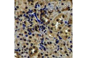 Immunohistochemical analysis of TXNL1 staining in rat kidney formalin fixed paraffin embedded tissue section.