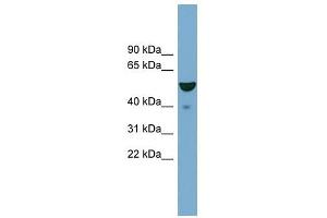 FBXO9 antibody used at 1 ug/ml to detect target protein. (FBXO9 antibody  (Middle Region))