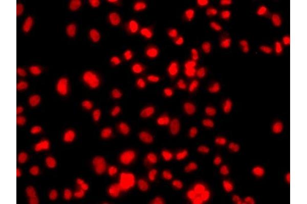 PRICKLE2 antibody  (AA 615-844)