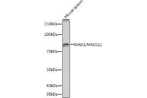 Western blot analysis of extracts of Mouse spleen, using M/ML1 Rabbit mAb  at 1:1000 dilution. (MAD1L1 antibody)