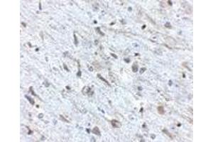 Immunohistochemistry of FKBP15 in mouse brain tissue with FKBP15 antibody at 2. (FKBP15 antibody  (N-Term))