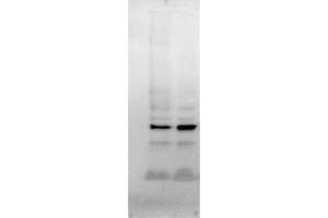 This image was generously provided by Loyda M. (GAPDH antibody  (AA 101-200))