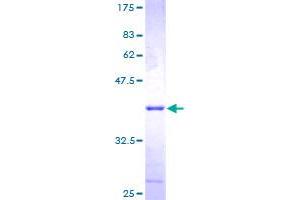 CDK2AP1 Protein (AA 1-115) (GST tag)