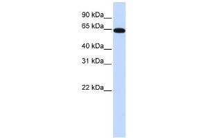 WB Suggested Anti-NR2C2 Antibody Titration:  0. (TR4 antibody  (N-Term))