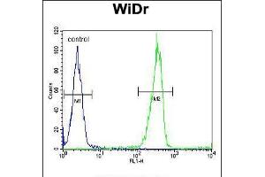 Flow cytometric analysis of WiDr cells (right histogram) compared to a negative control cell (left histogram). (Galectin 2 antibody  (AA 85-111))