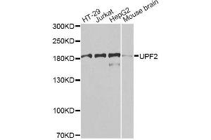 RENT2/UPF2 抗体  (AA 1153-1272)