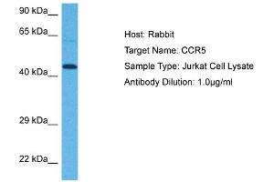 Host: Rabbit Target Name: CCR5 Sample Tissue: Human Jurkat Whole Cell Antibody Dilution: 1ug/ml (CCR5 antibody  (Middle Region))