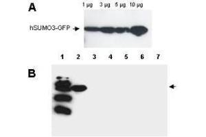 Western blot analysis is shown using  Affinity Purified anti-Human SUMO-3 antibody to detect GFP-SUMO fusion proteins (arrowheads). (SUMO3 antibody)