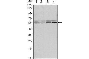 Western blot analysis using SMAD6 mouse mAb against A431 (1), A431 (2), Hela (3) and Jurkat (4) cell lysate. (SMAD6 antibody)