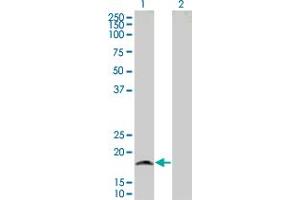 Western Blot analysis of GRIA3 expression in transfected 293T cell line by GRIA3 MaxPab polyclonal antibody. (Glutamate Receptor 3 antibody  (AA 1-144))