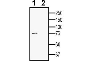 Western blot analysis of human  monocytic leukemia cell line lysate:1.