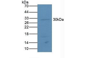 Detection of ATF4 in Mouse Lung Tissue using Polyclonal Antibody to Activating Transcription Factor 4 (ATF4) (ATF4 antibody  (AA 126-291))