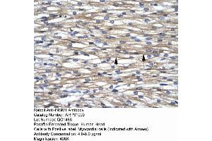 Human Heart (INSM1 antibody  (Middle Region))
