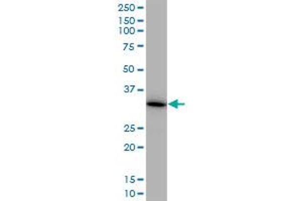 MDH1 antibody  (AA 1-334)