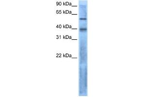 WB Suggested Anti-LEFTY2 Antibody Titration:  0. (LEFTY2 antibody  (N-Term))