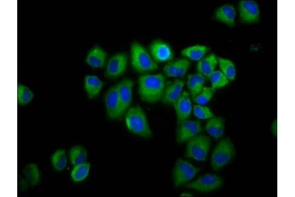 GLRB antibody  (AA 355-472)
