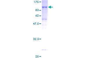 Adenylate Kinase 5 Protein (AK5) (AA 1-562) (GST tag)