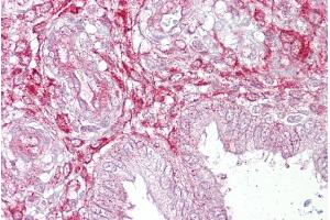 Immunohistochemistry with Uterus tissue at an antibody concentration of 5µg/ml using anti-LEFTY2 antibody (ARP42107_P050) (LEFTY2 antibody  (N-Term))