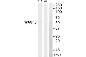 Western blot analysis of extracts from 3T3 cells and 293 cells, using WASF3 antibody. (WASF3 antibody  (Internal Region))