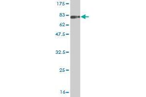 Western Blot detection against Immunogen (74. (LILRA3 antibody  (AA 1-439))