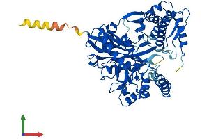 AlphaFold protein structure predicition of Mouse Recombinant Gk5 Protein, UniprotID Q8BX05 (GK5 Protein (AA 1-534) (His tag))