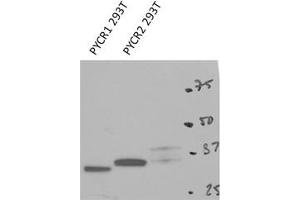 PYCR2 antibody - C-terminal region (ARP54938_P050) validated by WB using 293T cells lysate at 1 ug/ml. (PYCR2 antibody  (C-Term))