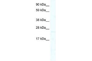 WB Suggested Anti-MIXL1 Antibody Titration: 0. (MIXL1 antibody  (N-Term))