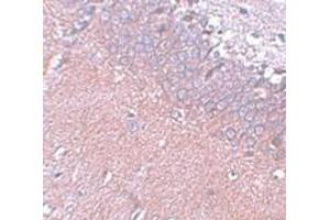 Immunohistochemistry (IHC) image for anti-Synaptogyrin 4 (SYNGR4) (N-Term) antibody (ABIN1031592) (SYNGR4 antibody  (N-Term))